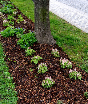 mulching undergrowth beds is necessary in terms of water evaporation. bark pulp protects a